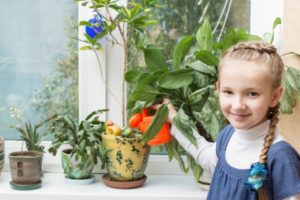 Комнатные растения для детской комнаты: какие лучше