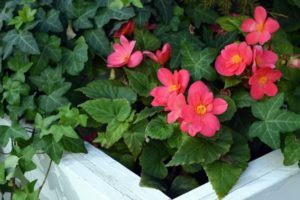 Зеленый уголок: делаем домашнюю клумбу вместе с ребенком